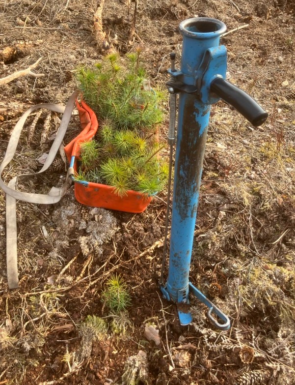 plantering 3