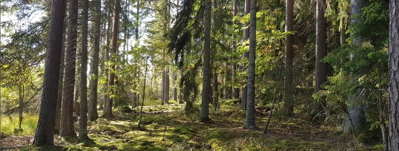 skog 2
