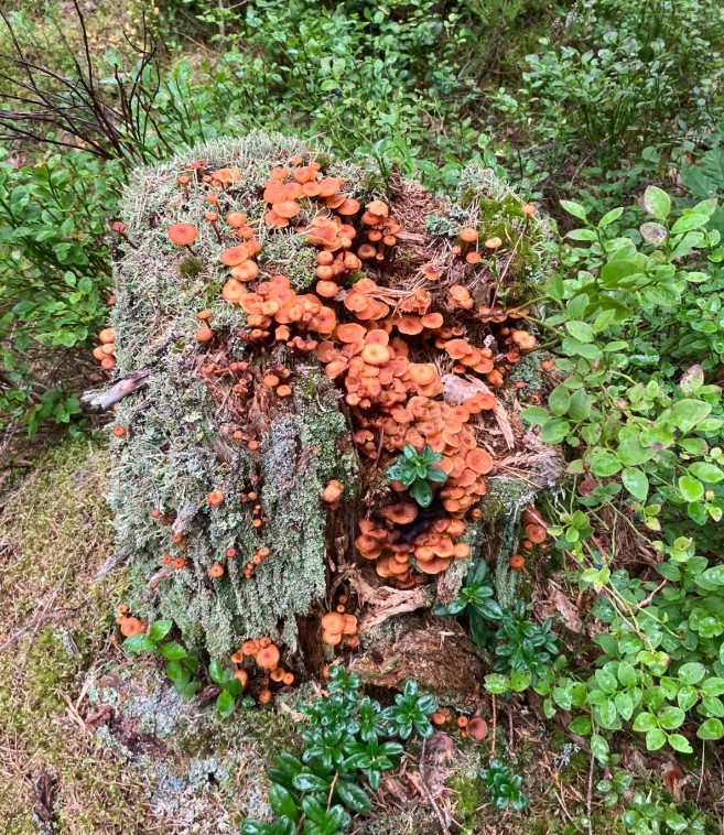 skogspotpurri